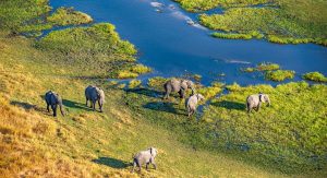 Aerial photo of elephants in the Okavango Delta