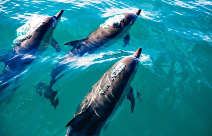 Dolphins, Kaikoura