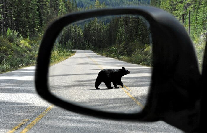 Spot bears in Banff National Park on Canada family holidays