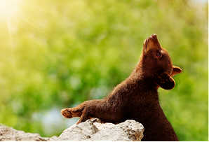 USA itineraries - Yellowstone National Park - bear cub