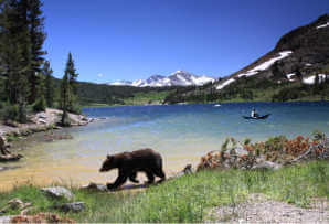 USA itineraries for families - bear by Tenaya Lake in Yosemite National Park