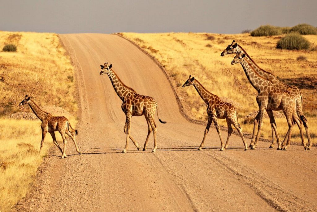 Giraffe crossing a gravel road in Namibia - family road trip