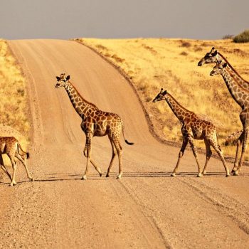 Giraffe crossing a gravel road in Namibia - family road trip