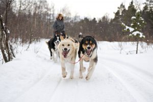 Norway in Winter itinerary - dog sledding