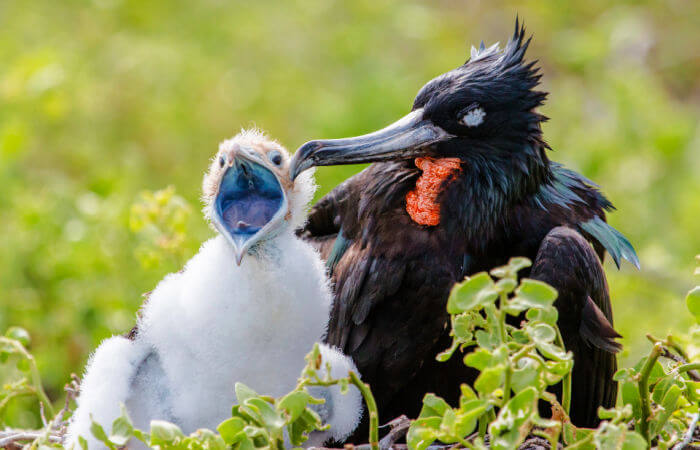 Galapagos with kids holiday - Magnificent Frigatebird
