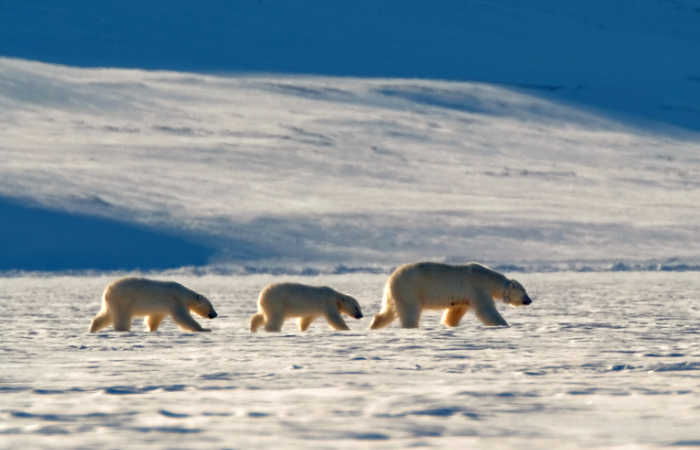 Polar bears in Svalbard -Norway family holidays polar arctic cruise
