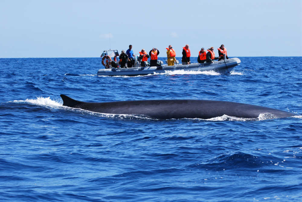 Whale watching, Azores, Portugal family holidays