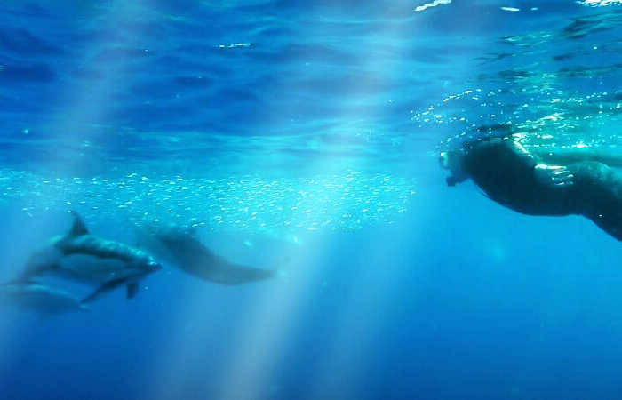 swimming with dolphins in the Azores