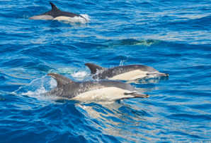 Portugal itineraries - dolphins in blue sea