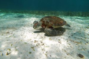 Belize and Mexico in photos - summer holidays 2021