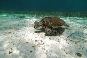Belize ans Mexico summer holidays - photo of turtle taken by clients