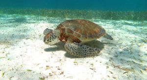 Belize and Mexico in photos - summer holidays 2021 - sea turtle