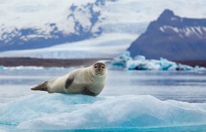 Seal resting on an Iceberg in Iceland's Jokulsarlon Glacier Lagoon - Iceland itineraries for families