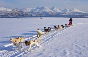 Dog sledding on a multi-generational holiday