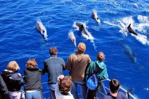 Whale watching on Azores family holidays
