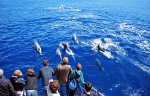 dolphin and whale watching on Azores family holidays