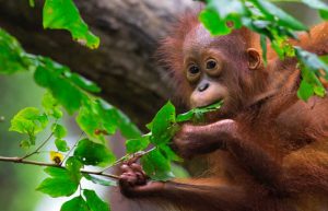 Orangutan baby - Sepilok Borneo