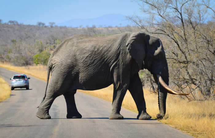 Elephant crossing the road in Kruger National Park