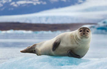 Seal on iceberg, Iceland, School Holiday calendar