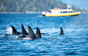 Whale-watching Vancouver Island - orca pod - Canada with kids itinerary