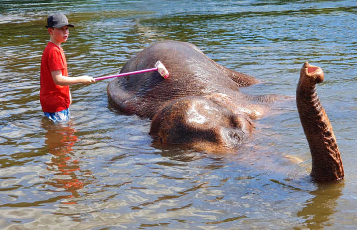 Boy helping to care for elephant in Thailand sanctuary