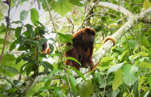 Red howler monkey in forest, Colombia