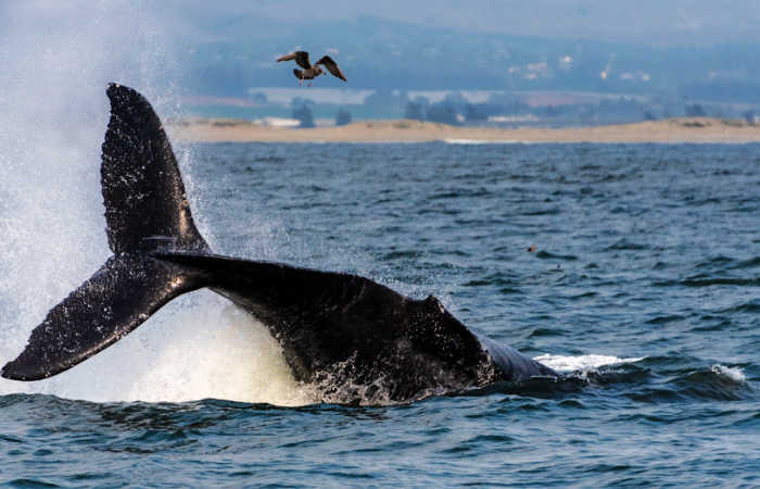 Humpback whale in Monterey Bay - family wildlife holidays with Stubborn Mule Travel