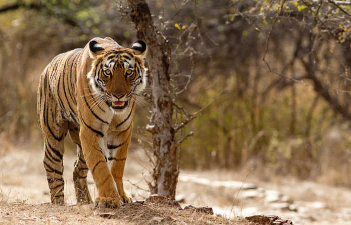Tiger safari, Ranthambore National Park in Rajasthan, India