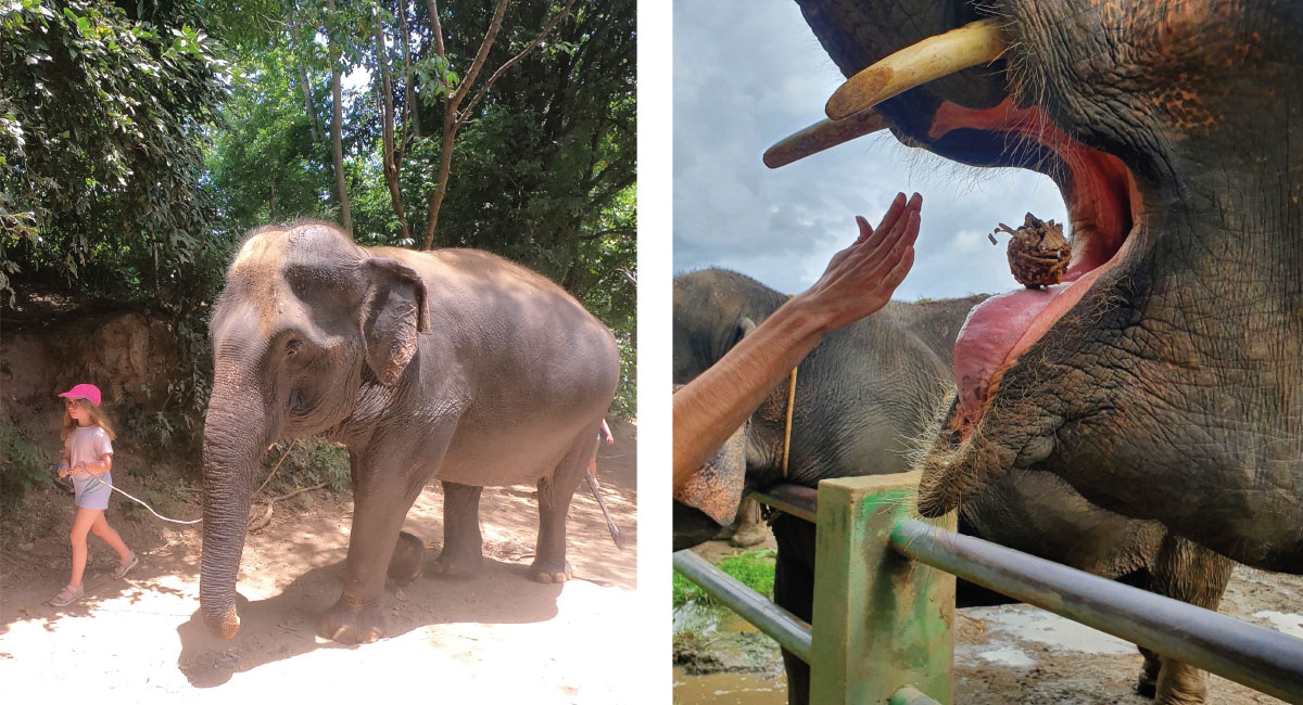 Feeding the senior elephants - photos of Thailand