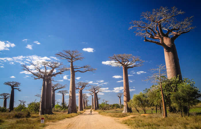 Avenue of the Baobabs near Morondava, visit on Madagascar family holidays
