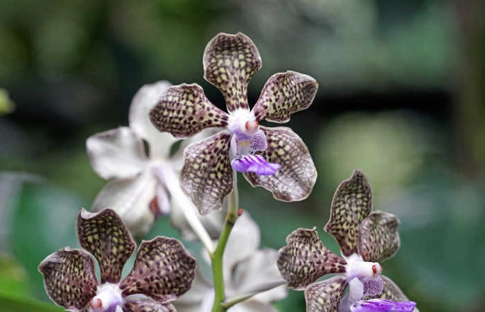 Singapore's Botanic Gardens - orchid garden - top 10 Singapore with kids activities
