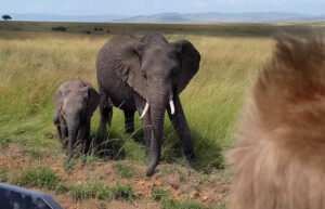 Kenya with kids - on safari spotting elephants