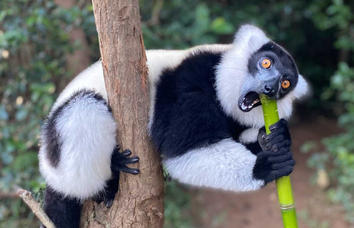 Black and white lemur eating bamboo - Madagascar itineraries
