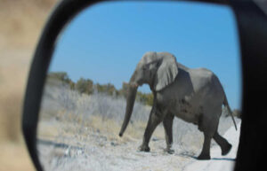 Etosha - elephant, Namibia with kids holiday