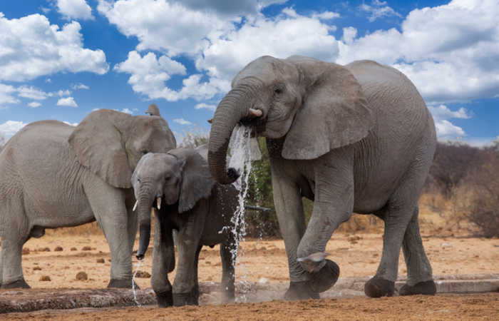 Close up of elephants in Etosha National Park, Namibia