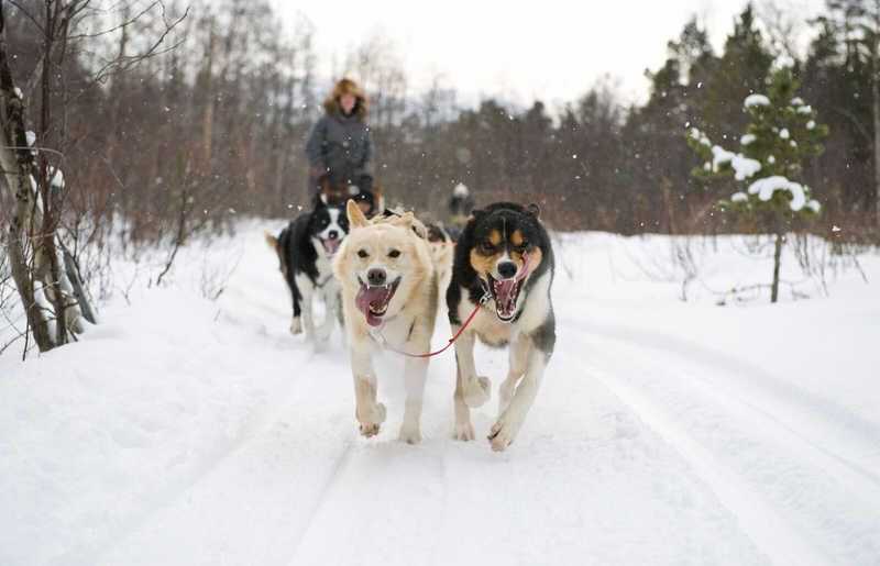 Family dog sledding in Norway - winter holidays in February half term