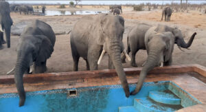 Elephants drink water from the pool vents - Hwange, Zimbabwe