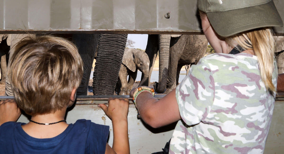 Get very close to elephant in the hides beside popular waterholes