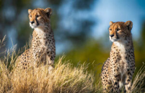 Juvenile cheetahs in Hwange National Park, places to visit in Zimbabwe