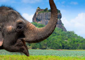 Sigiriya and elephant - Sri Lanka itineraries