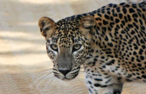Close up of leopard at Wilpattu National Park taken by young Stubborn Mule traveller