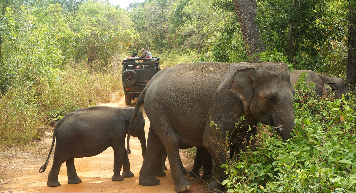 Elephant group Sri Lanka