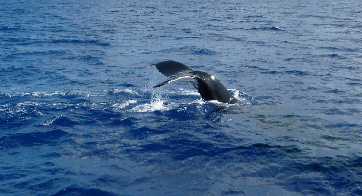 Mirassa whale watching