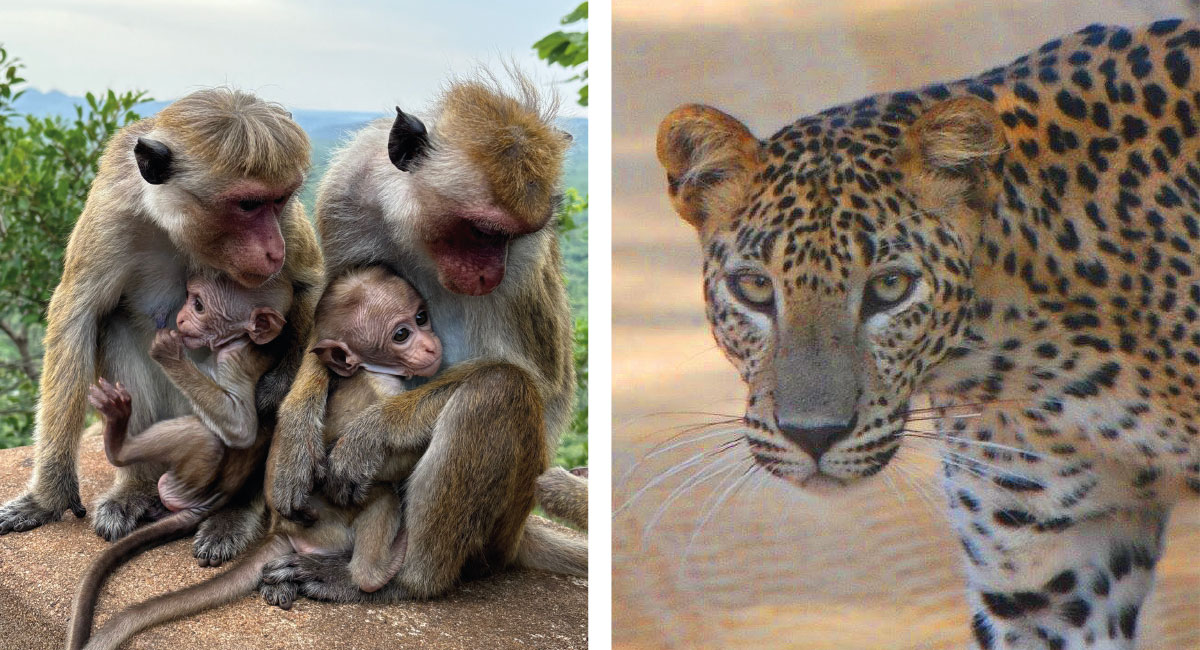 Monkeys and a leopard, wildlife photos from Sri Lanka taken by customers
