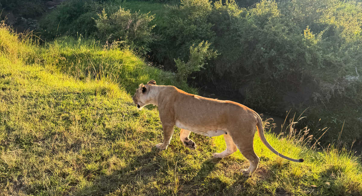 Lion walking passed safari vehicle