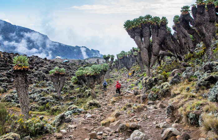 Hiking across scree with giant grounsel plants on Kili climb