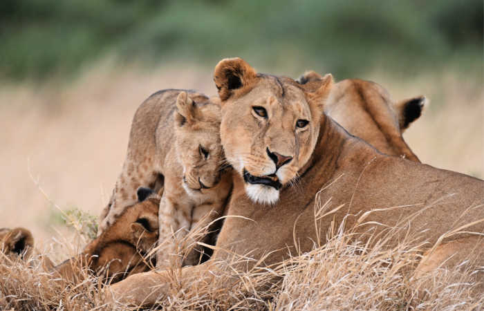 Lion pride in the Serengeti