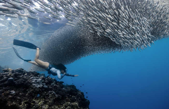 Person snorkelling with huge shoal of sardines, Philippines family holidays top 10 activities