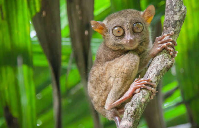 Spot cute Tairsiers on a Philippines family holiday