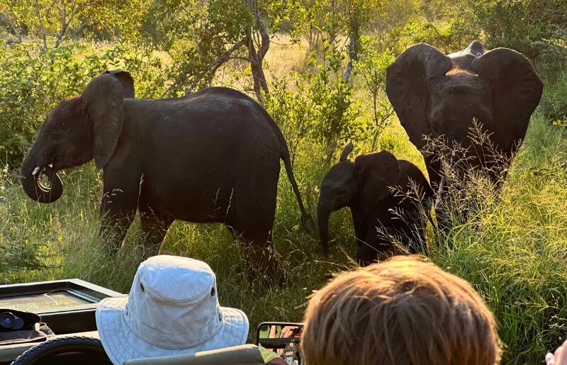 Family on safari in South Africa with three elephants beside the vehicle